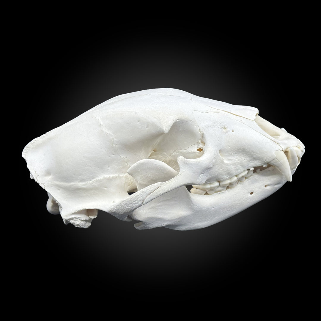 Black bear bleached skull - #0001248