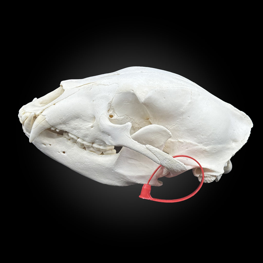 Black bear bleached skull - #0001248