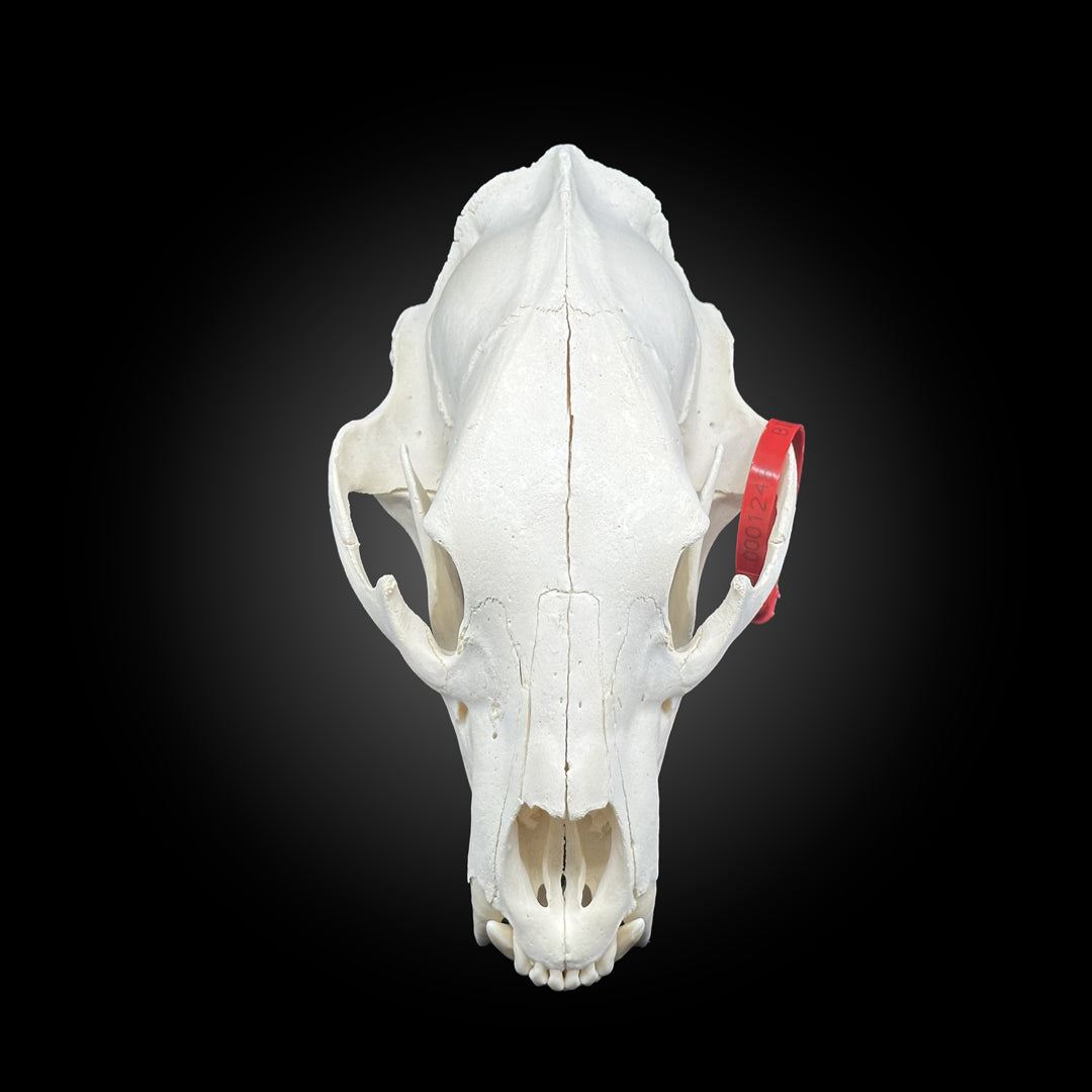 Black bear bleached skull - #0001248
