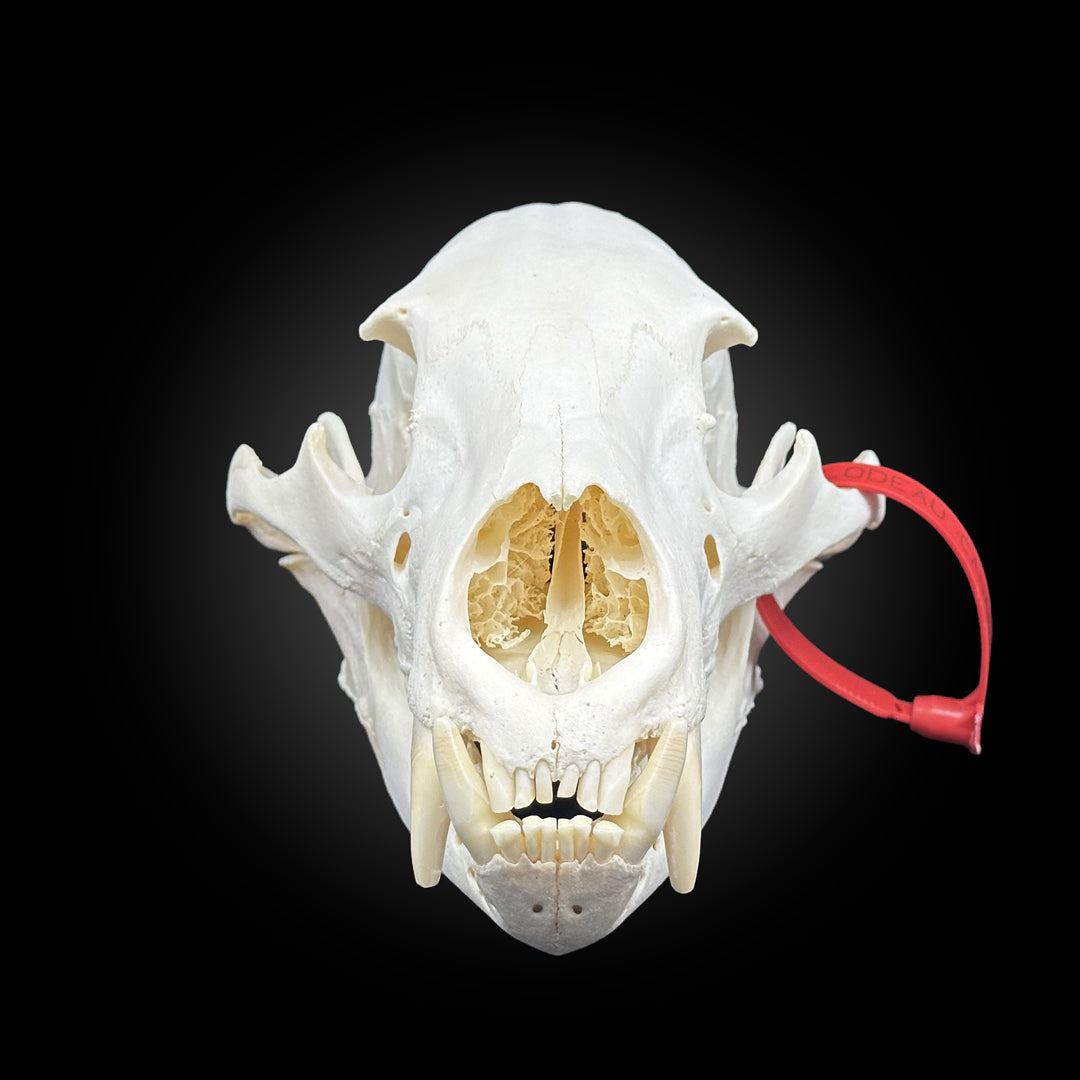 Black bear bleached skull - #0001249