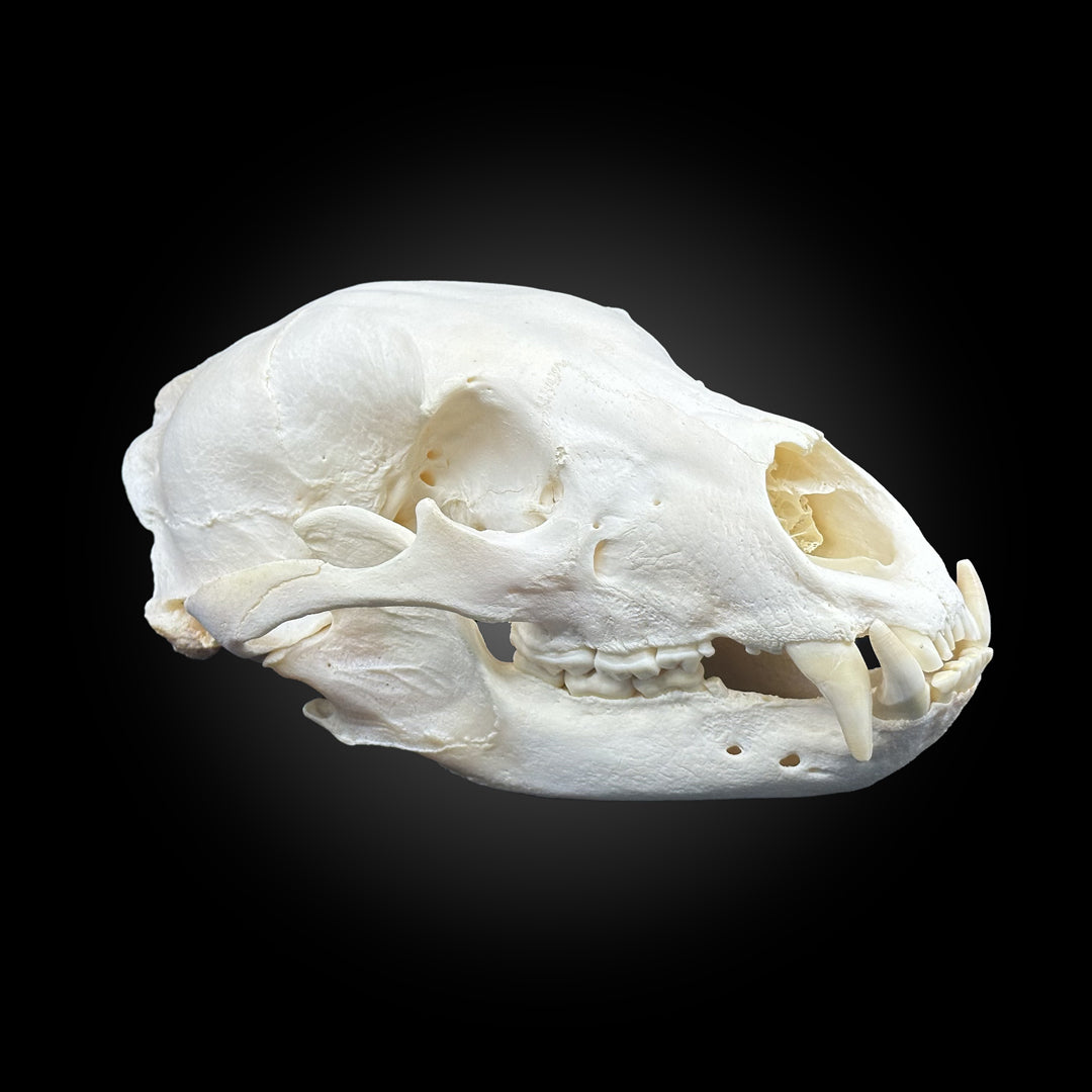 Black bear bleached skull - #0001249
