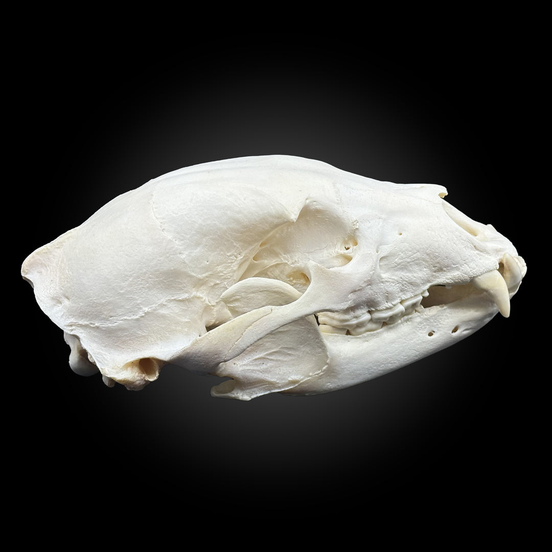 Black bear bleached skull - #0001249