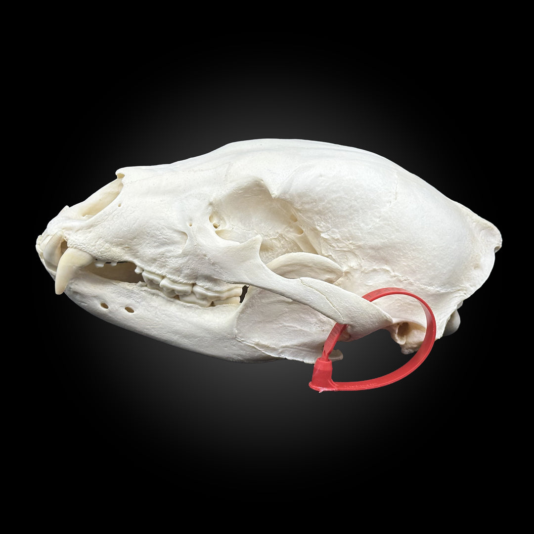 Black bear bleached skull - #0001249