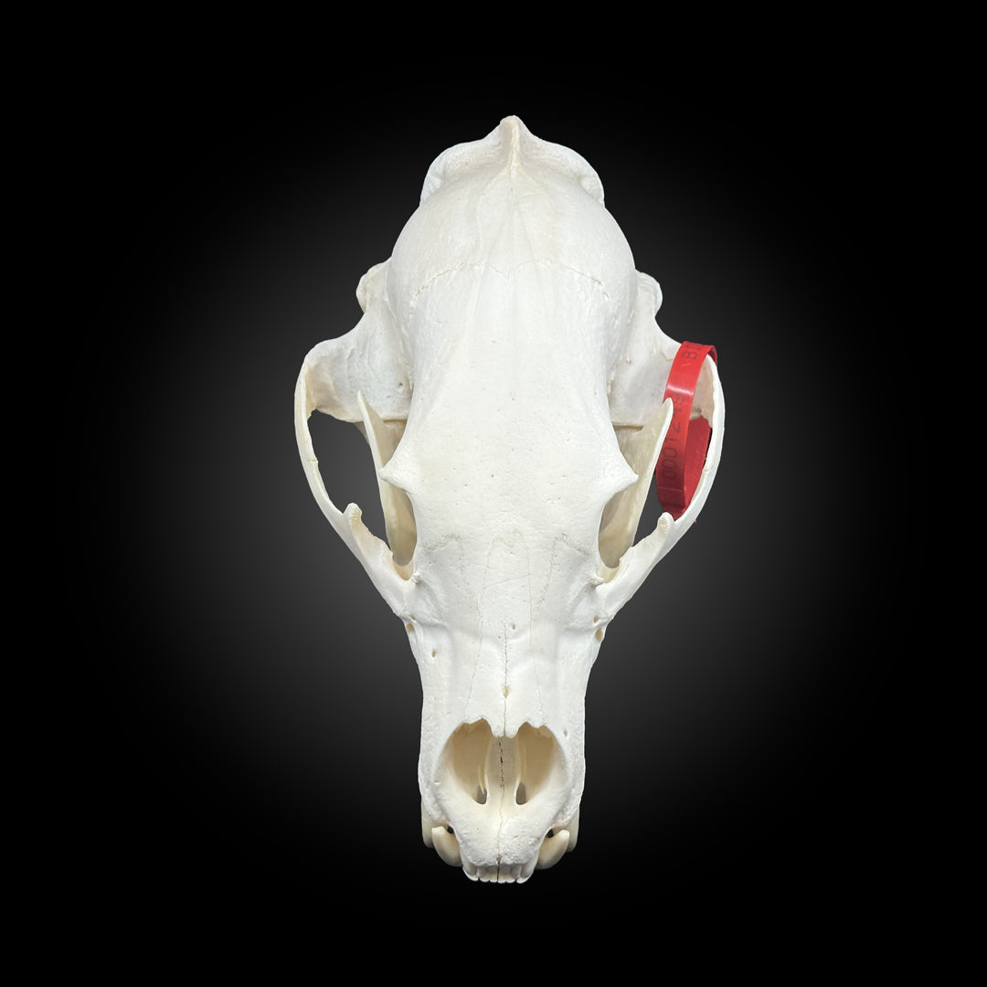 Black bear bleached skull - #0001249