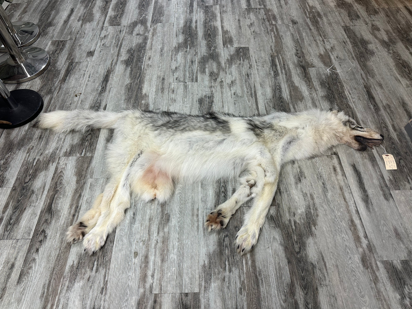 Dressed Skins - Arctic Wolf #0001299