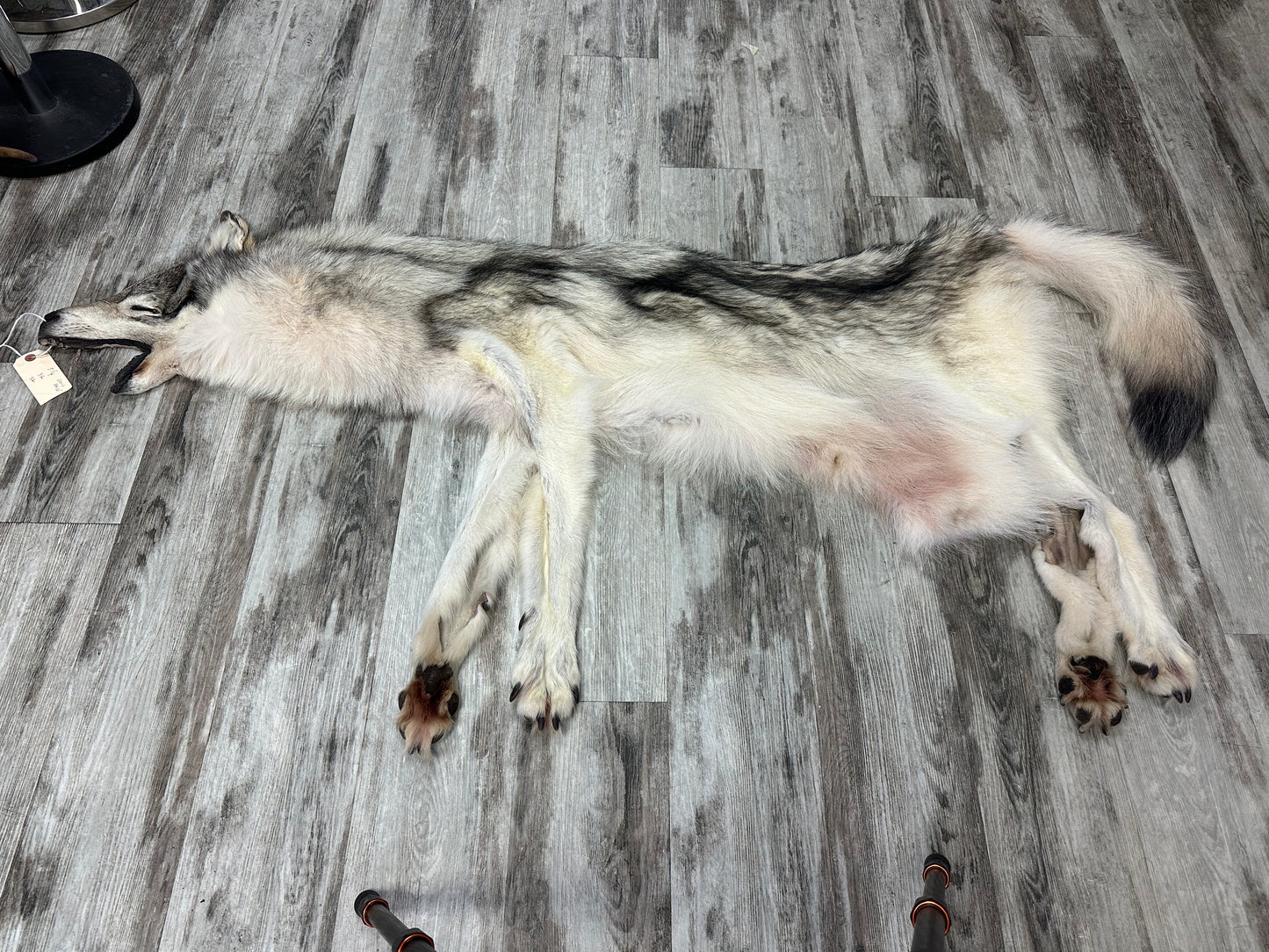 Peau - Loup Arctique #0001300