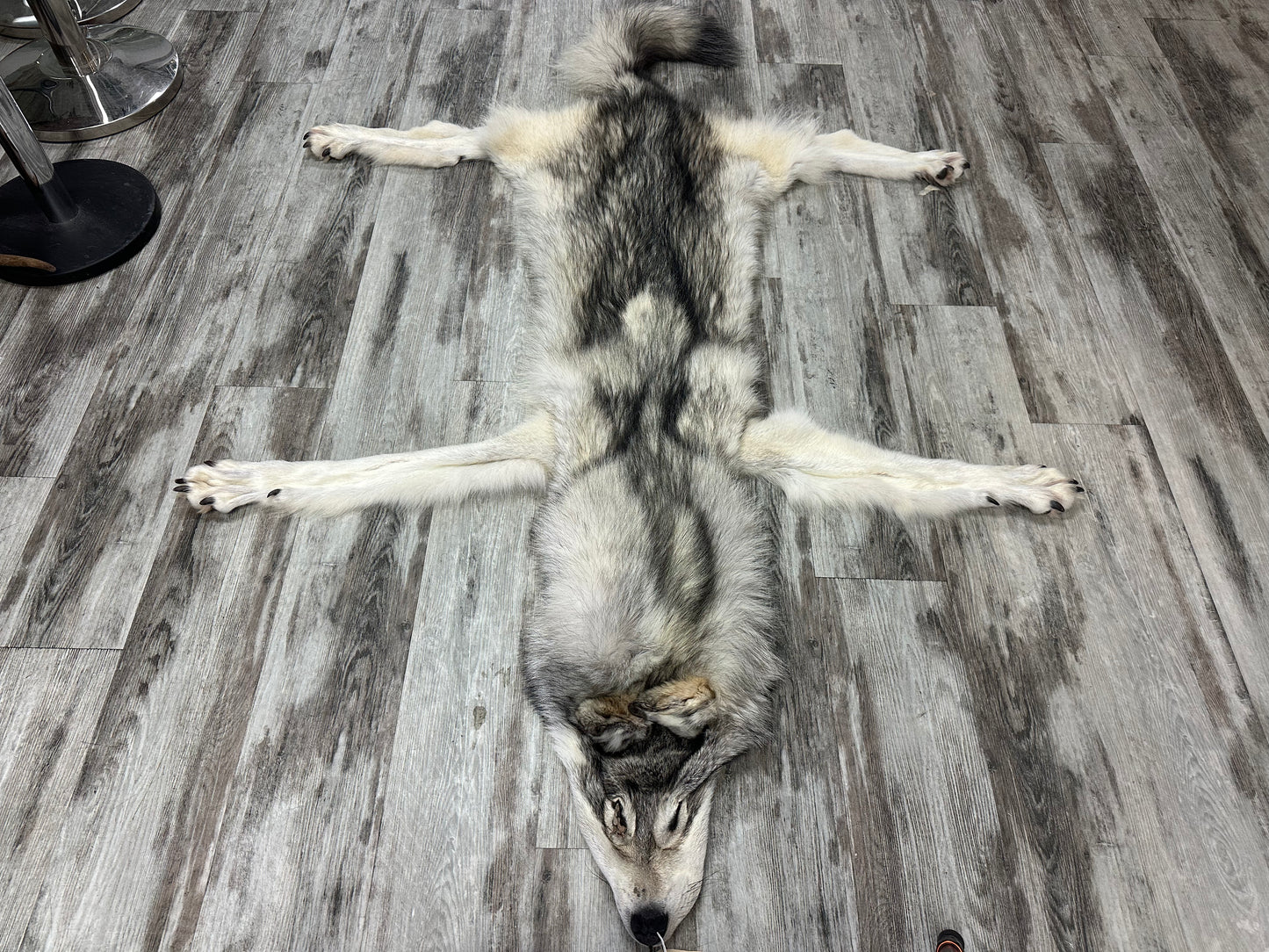 Peau - Loup Arctique #0001300