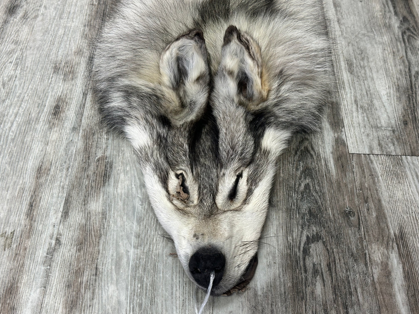 Peau - Loup Arctique #0001300