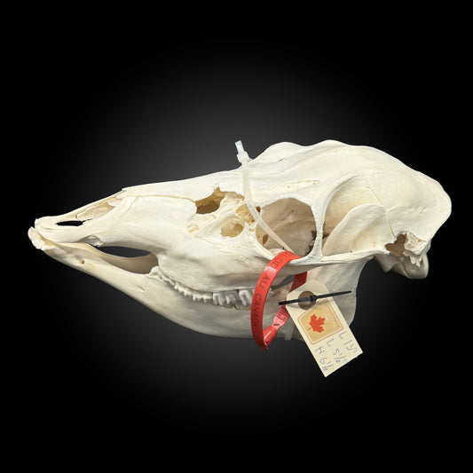 Bleached skull - Deer #0001335