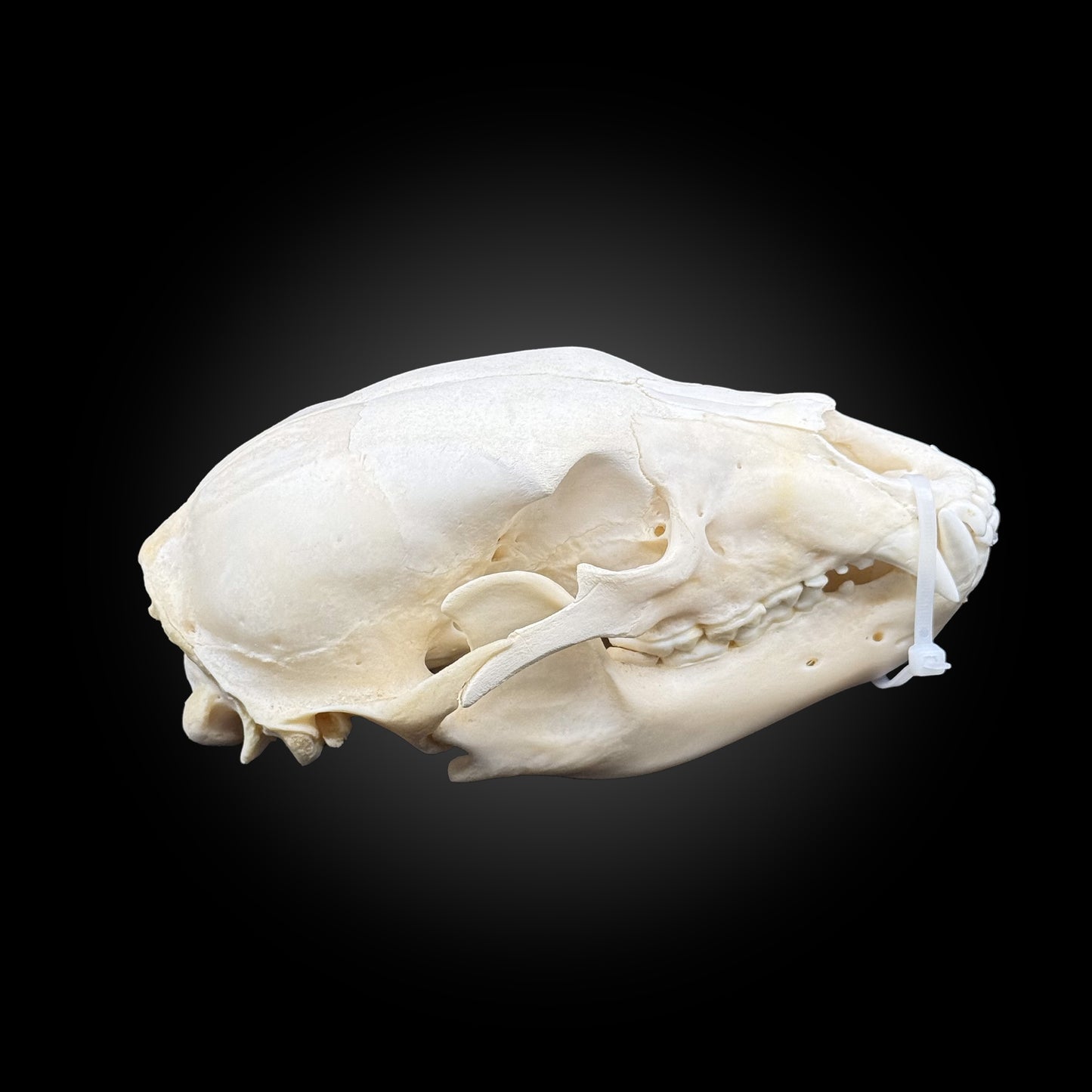 Crâne blanchi - Ours noir #0001336