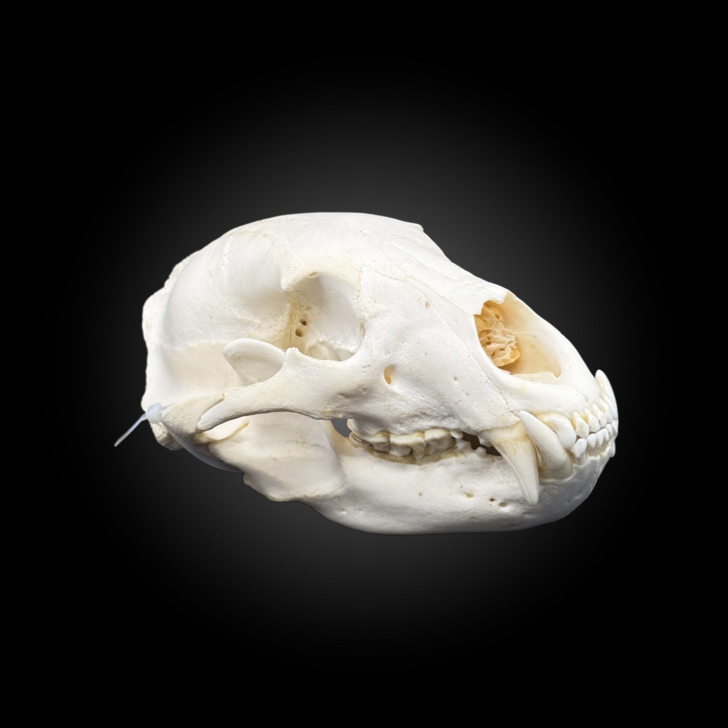 Crâne blanchi - Ours noir #0001339
