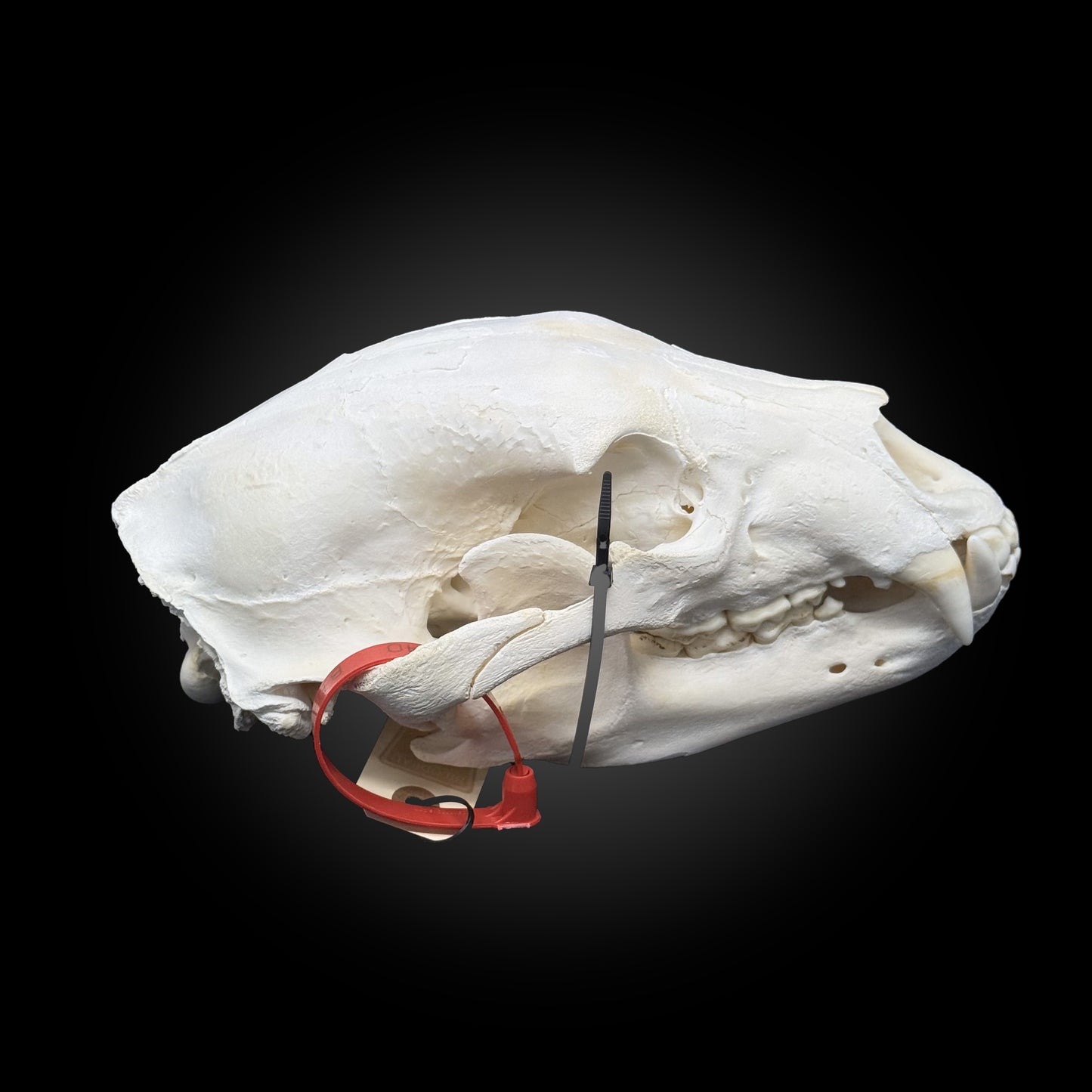 Bleached skull - Black bear #0001340