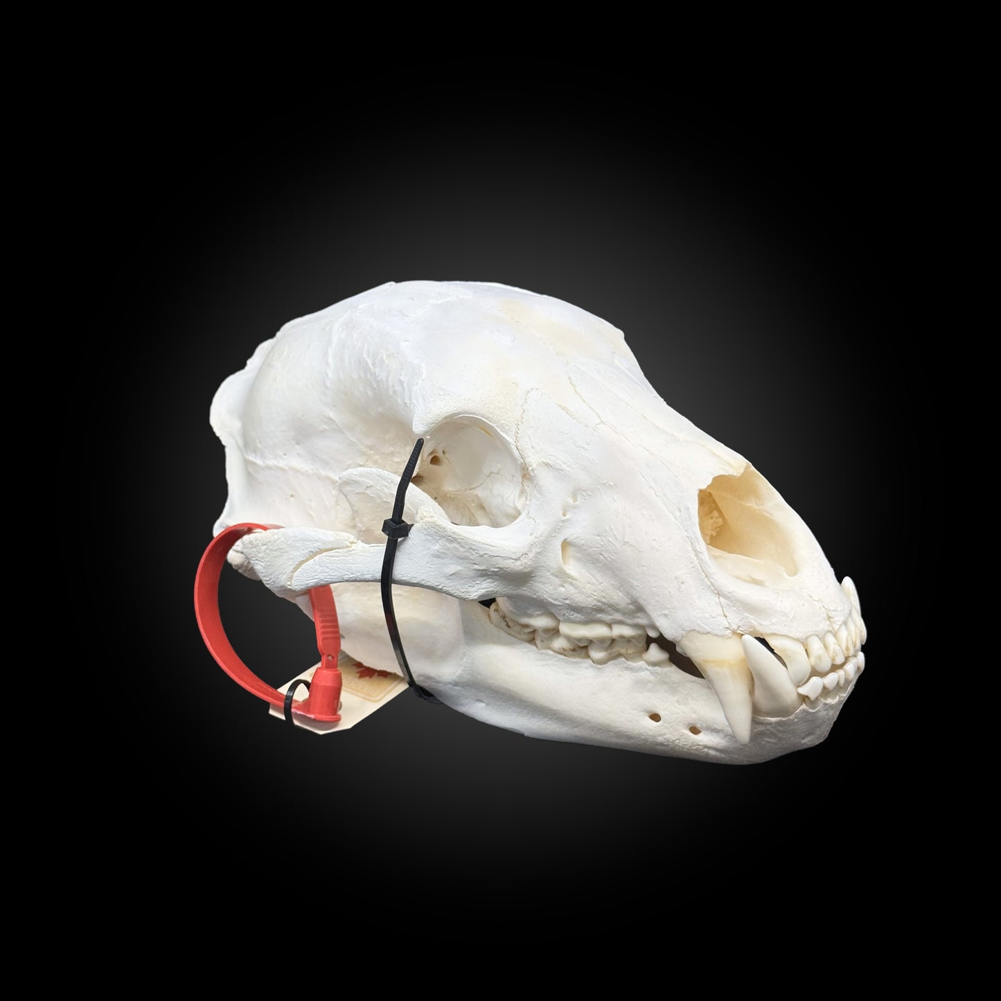 Bleached skull - Black bear #0001340