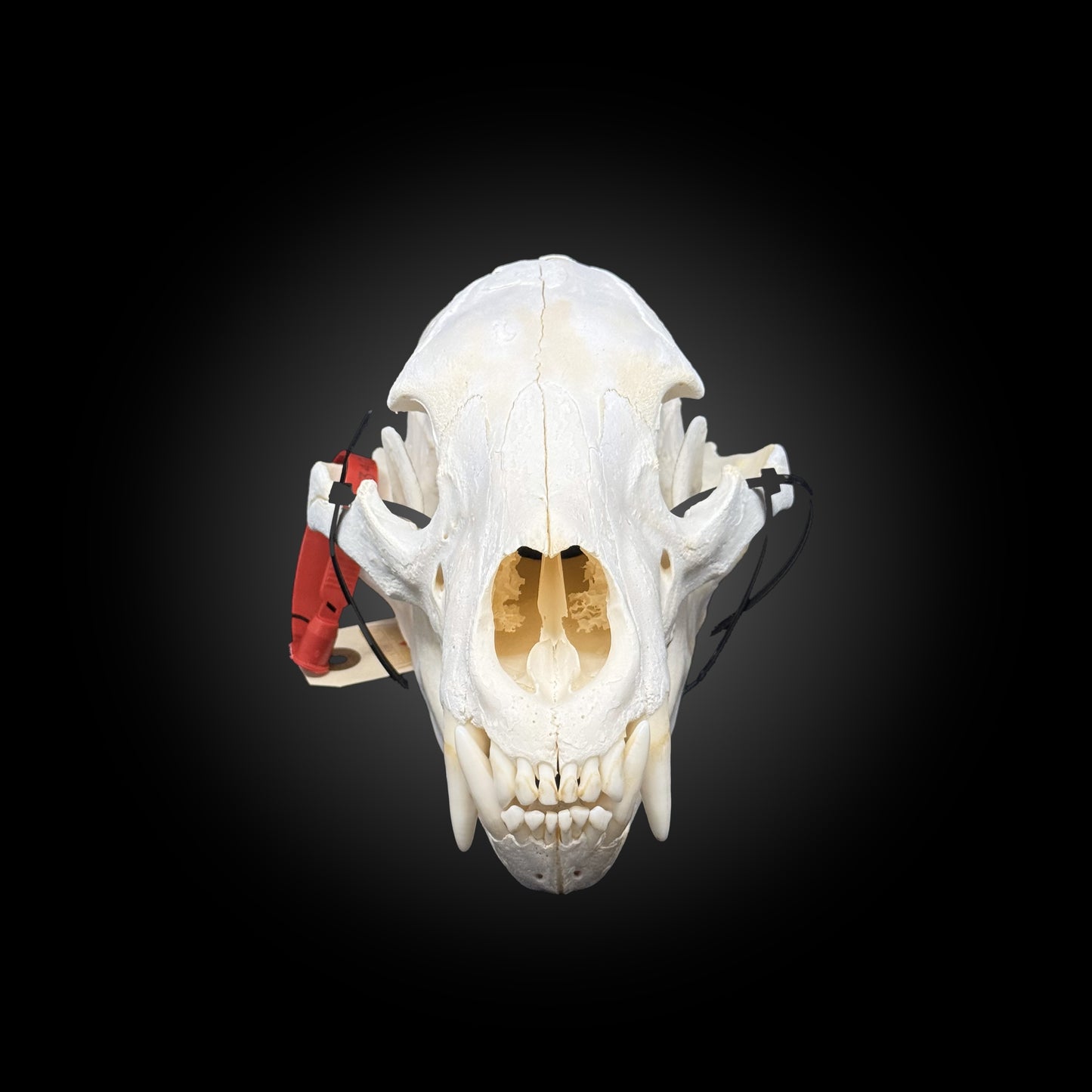 Bleached skull - Black bear #0001340