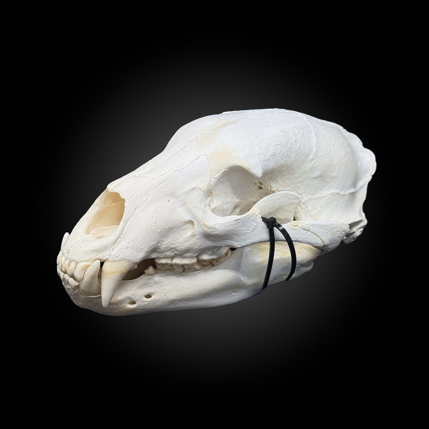 Bleached skull - Black bear #0001340