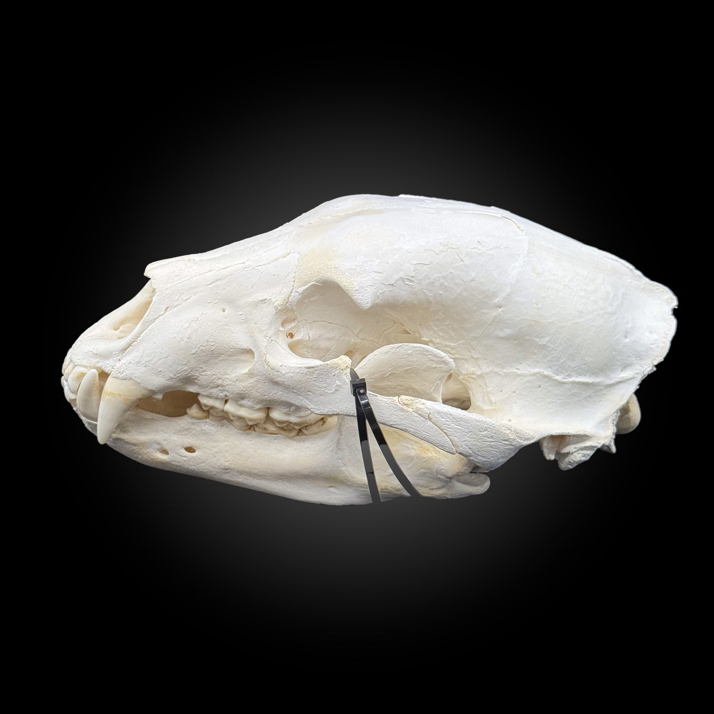 Bleached skull - Black bear #0001340