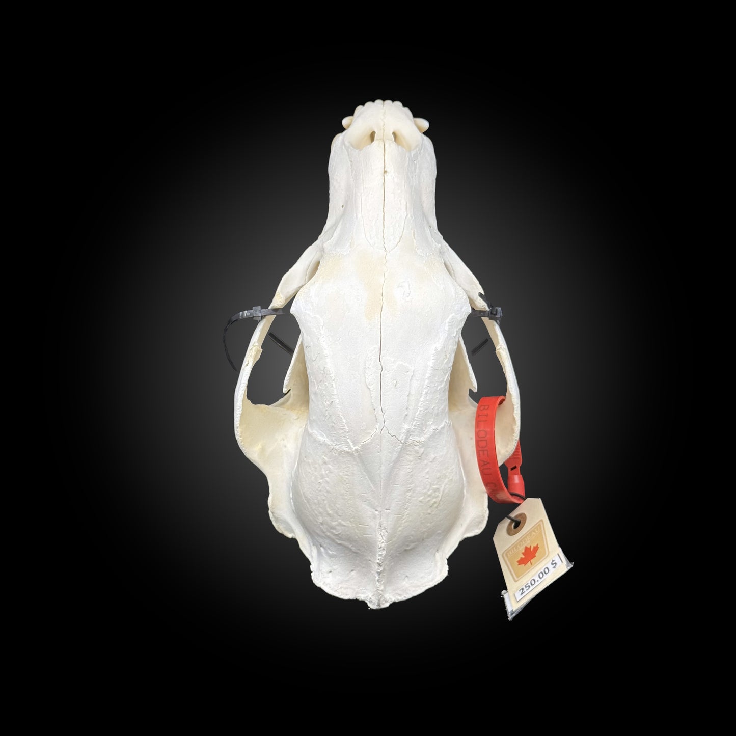 Bleached skull - Black bear #0001340