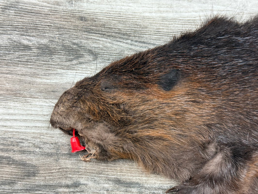 Dressed skin - Beaver #0001354