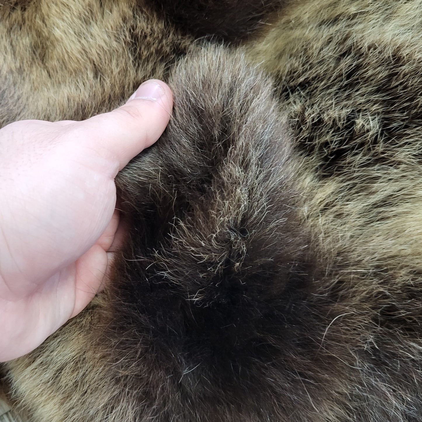 DRESSED SKIN - GRIZZLY - #002310