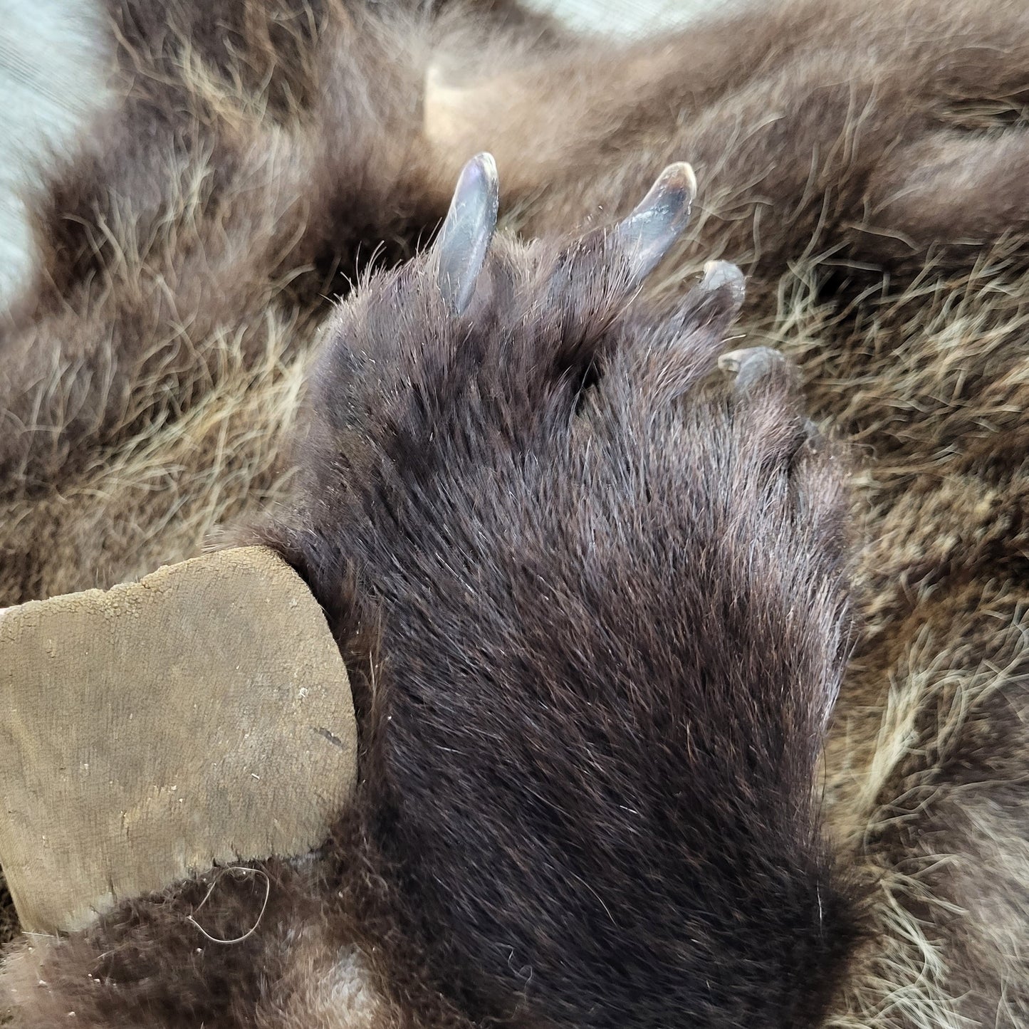 DRESSED SKIN - GRIZZLY - #002310