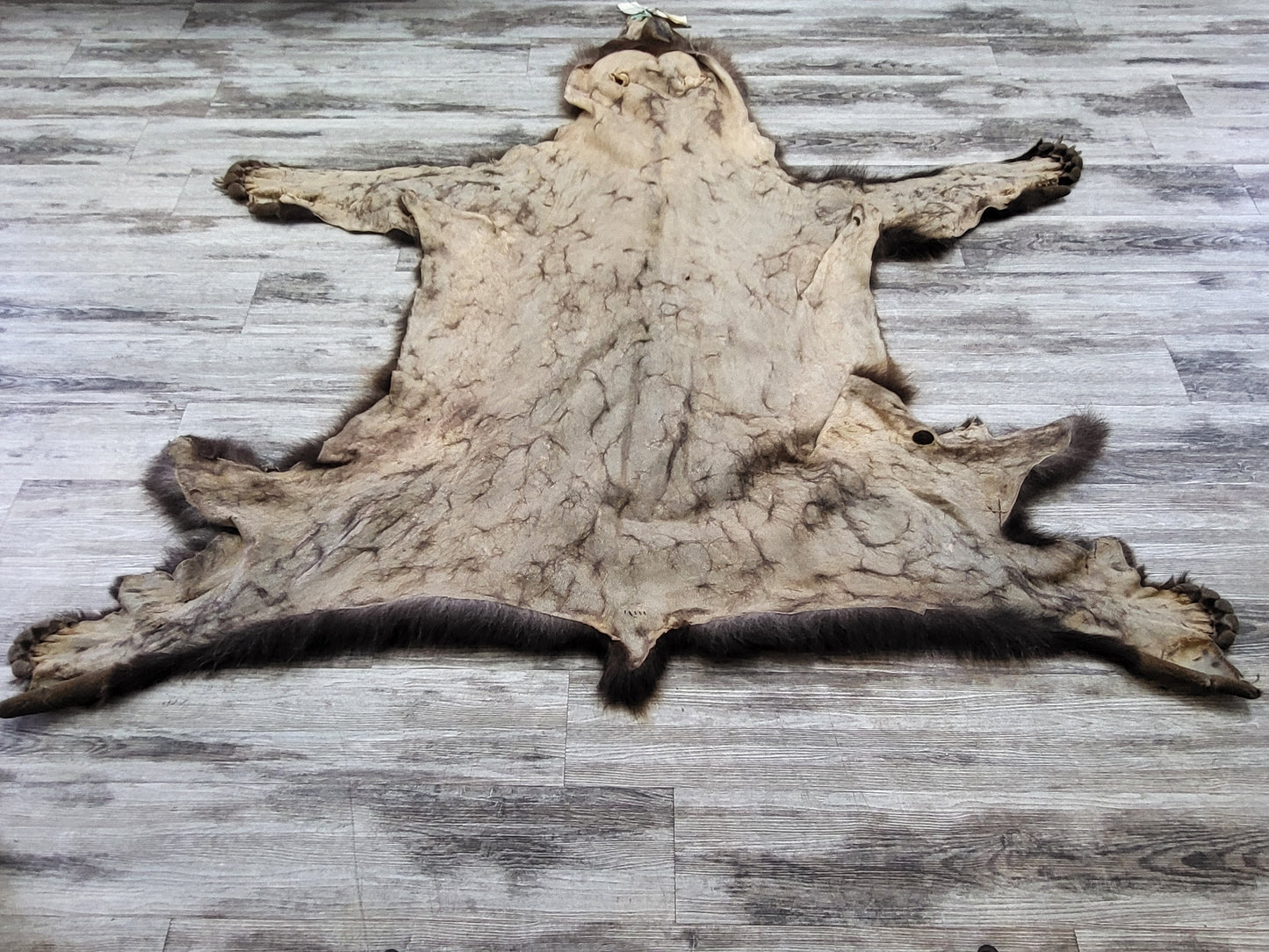 DRESSED SKIN - GRIZZLY - #002310