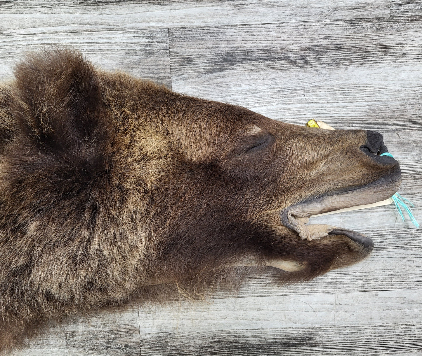 DRESSED SKIN - GRIZZLY - #002310