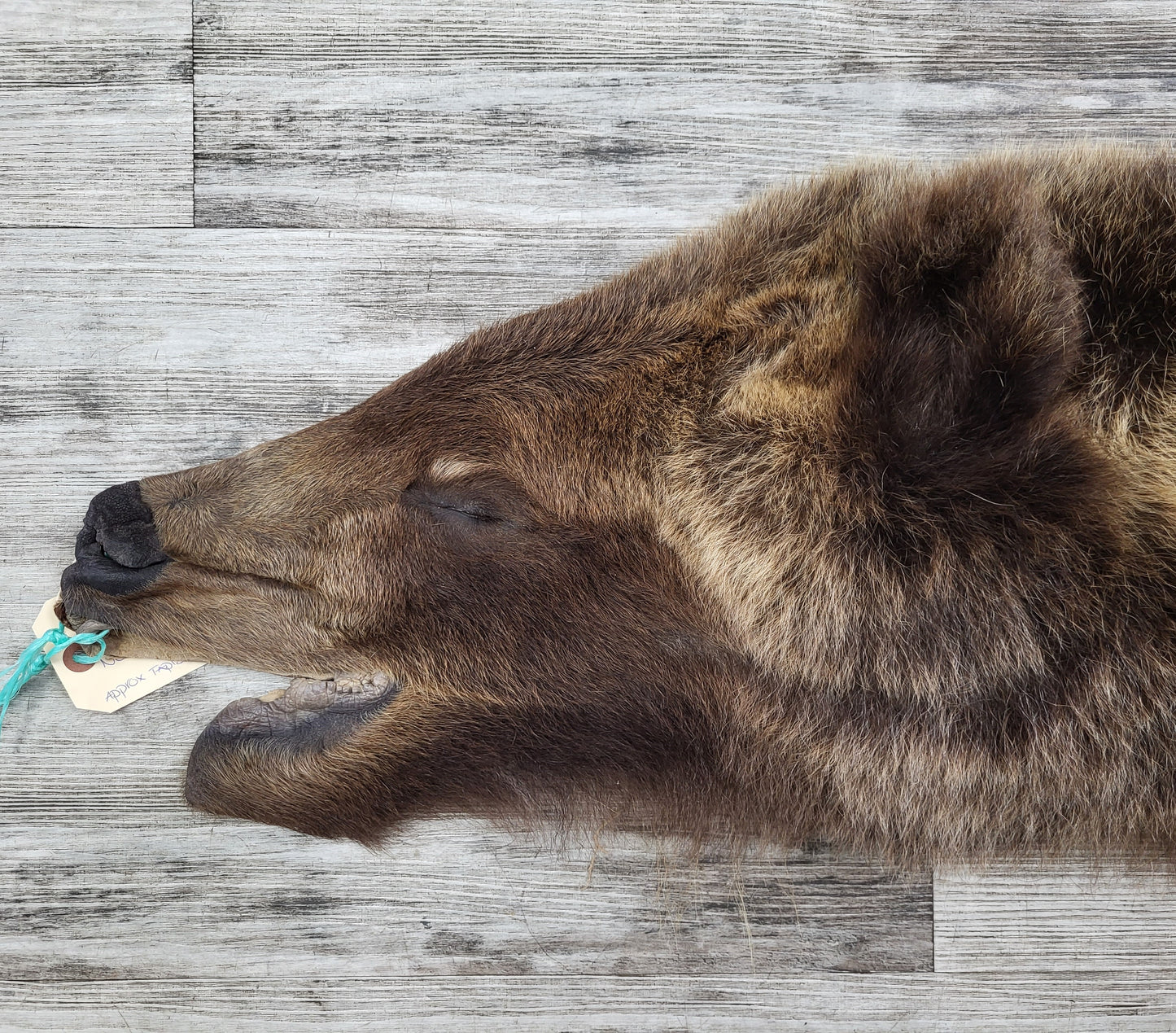 DRESSED SKIN - GRIZZLY - #002310