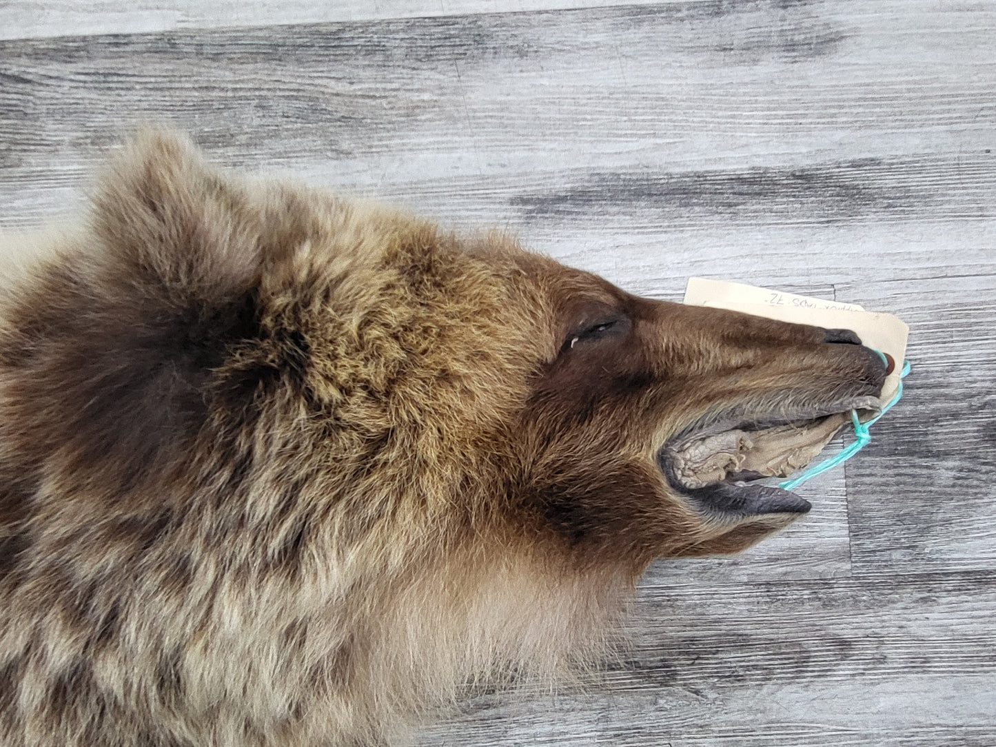 DRESSED SKIN - GRIZZLY - #04075