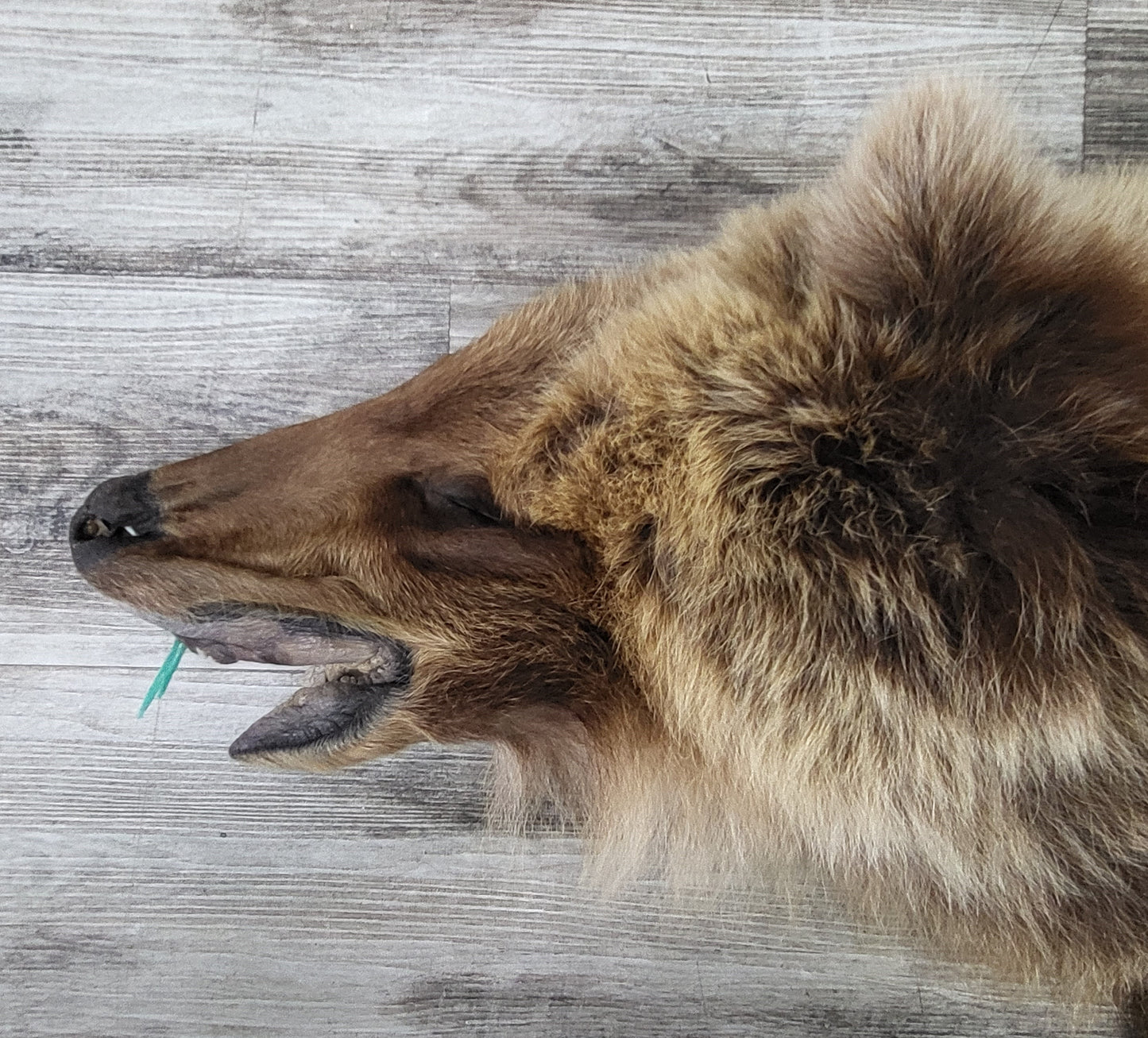 DRESSED SKIN - GRIZZLY - #04075