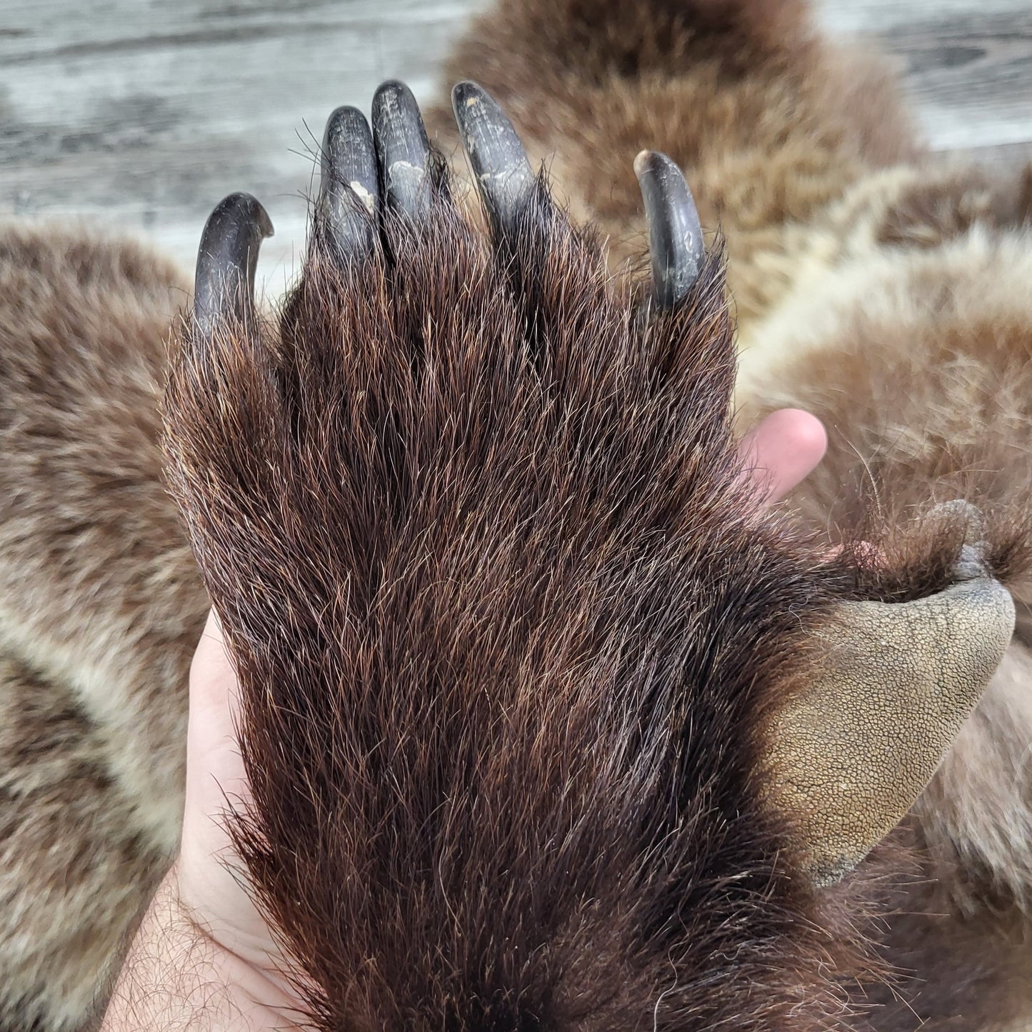 DRESSED SKIN - GRIZZLY - #04075