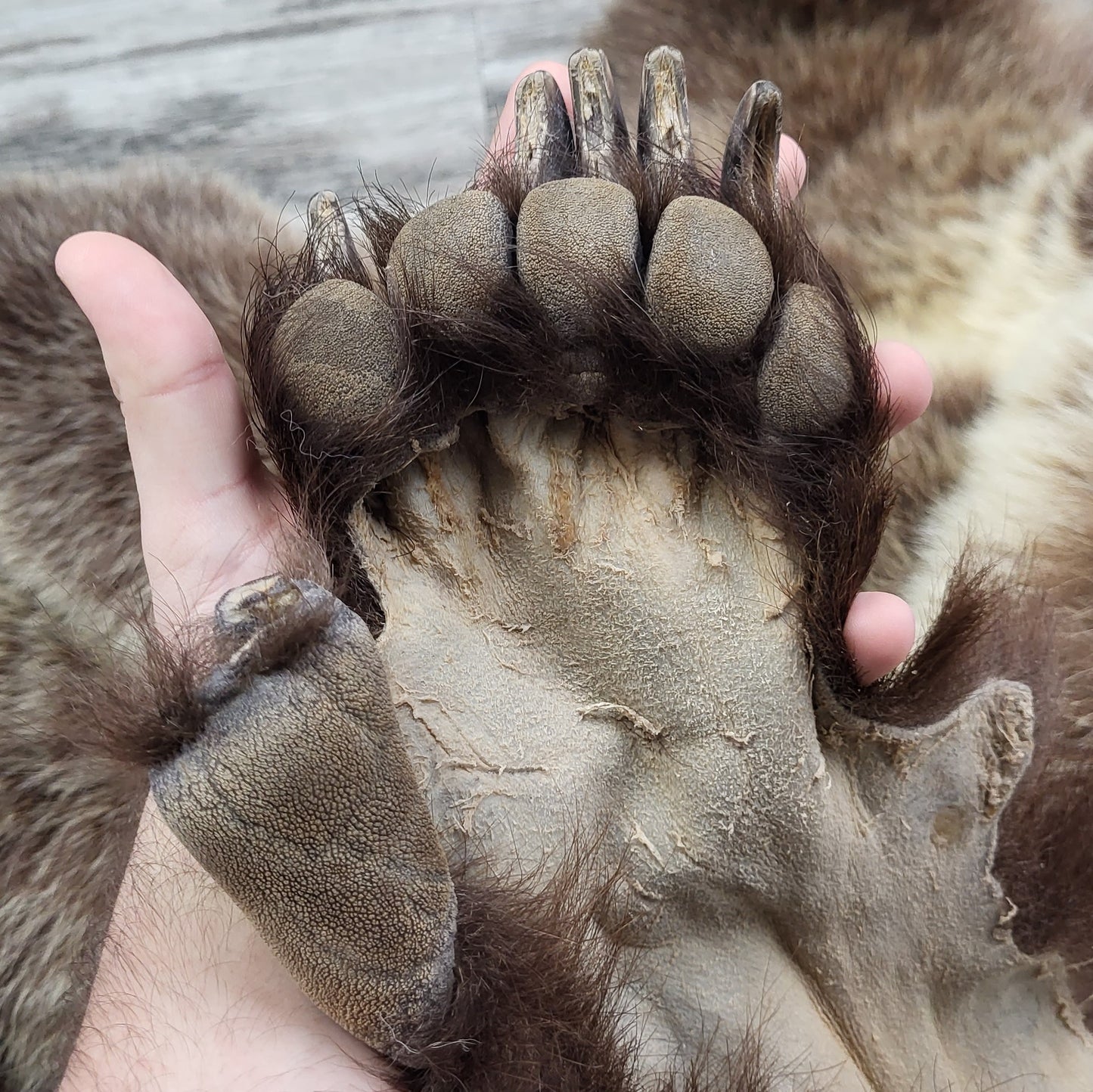 DRESSED SKIN - GRIZZLY - #04075