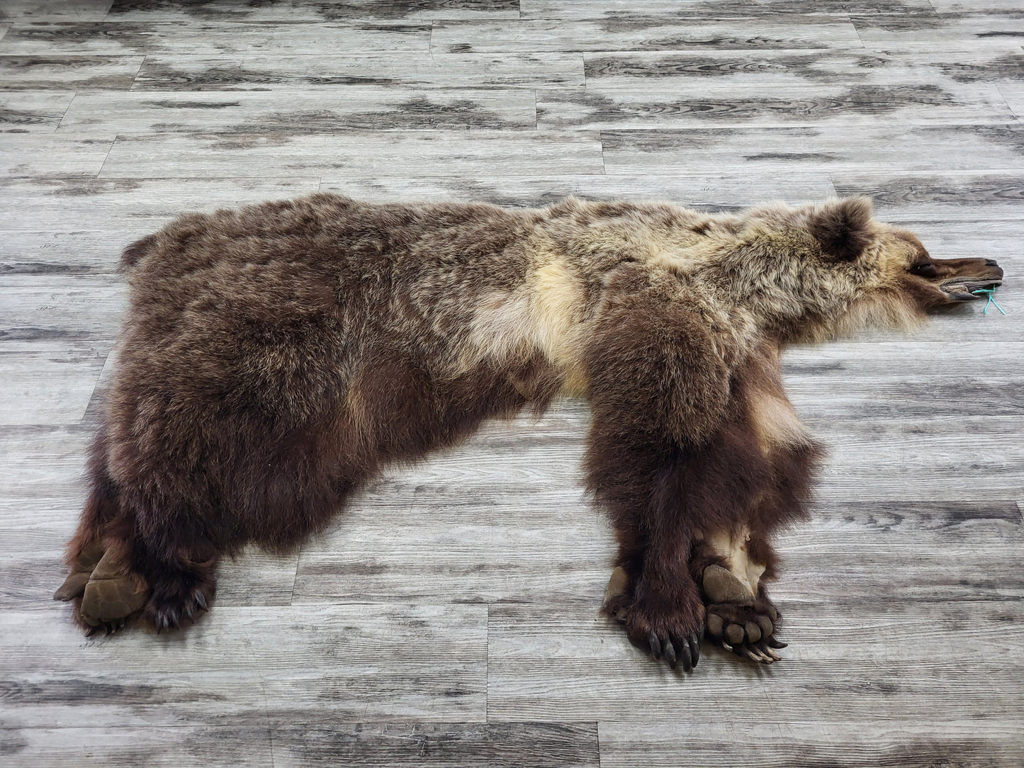 DRESSED SKIN - GRIZZLY - #04075