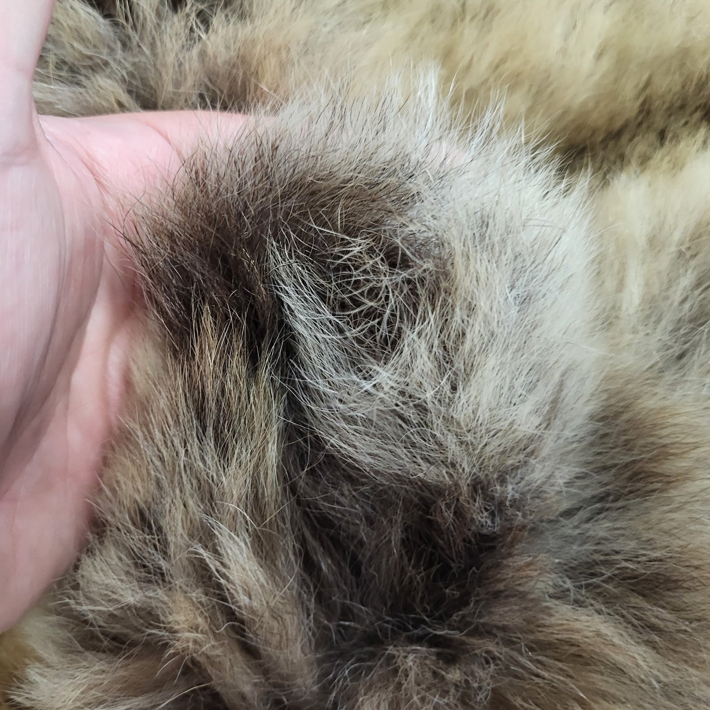 DRESSED SKIN - GRIZZLY - #002537