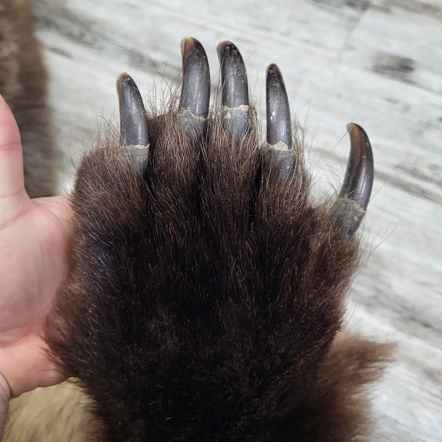 DRESSED SKIN - GRIZZLY - #002537