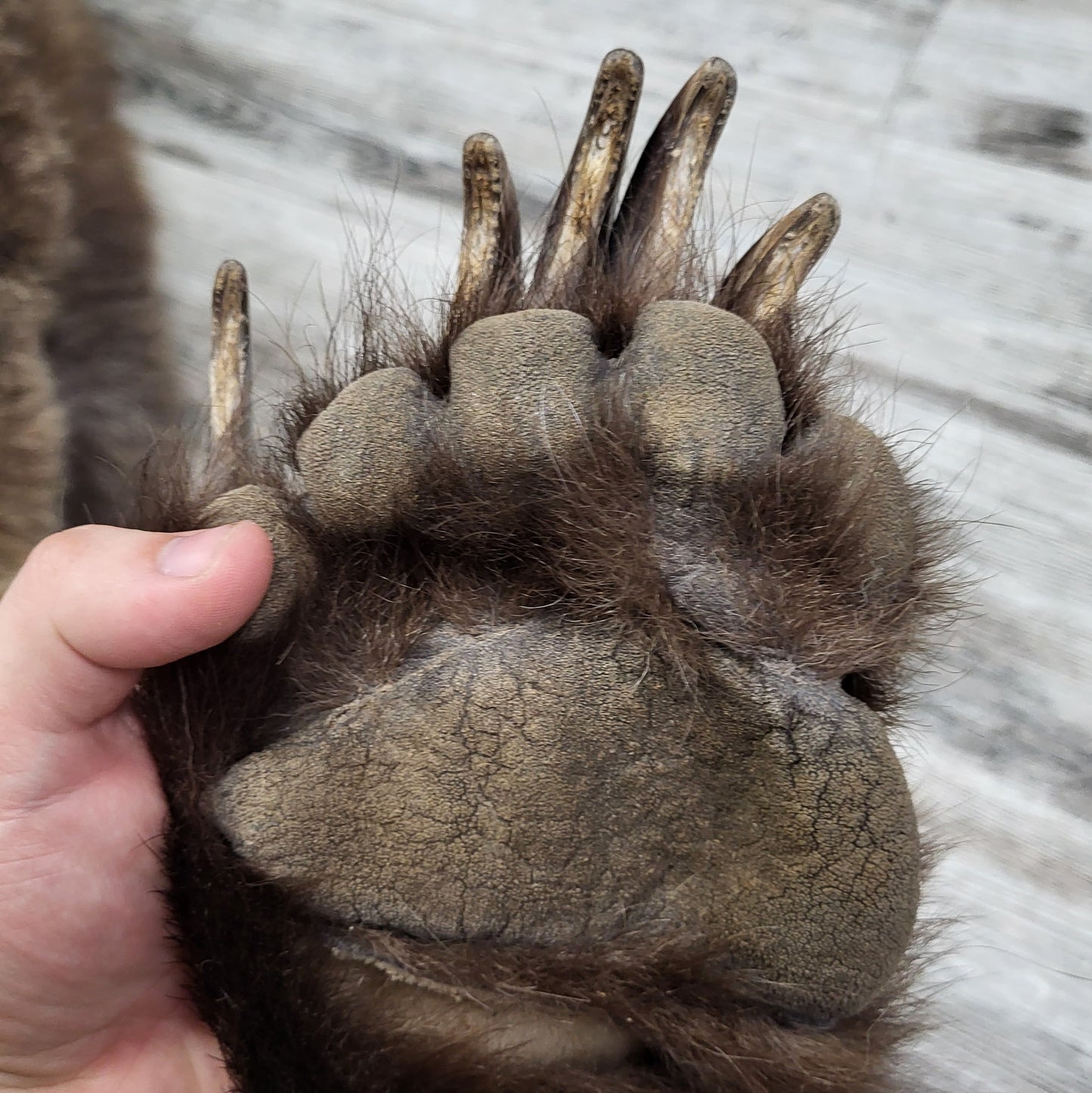 DRESSED SKIN - GRIZZLY - #002537
