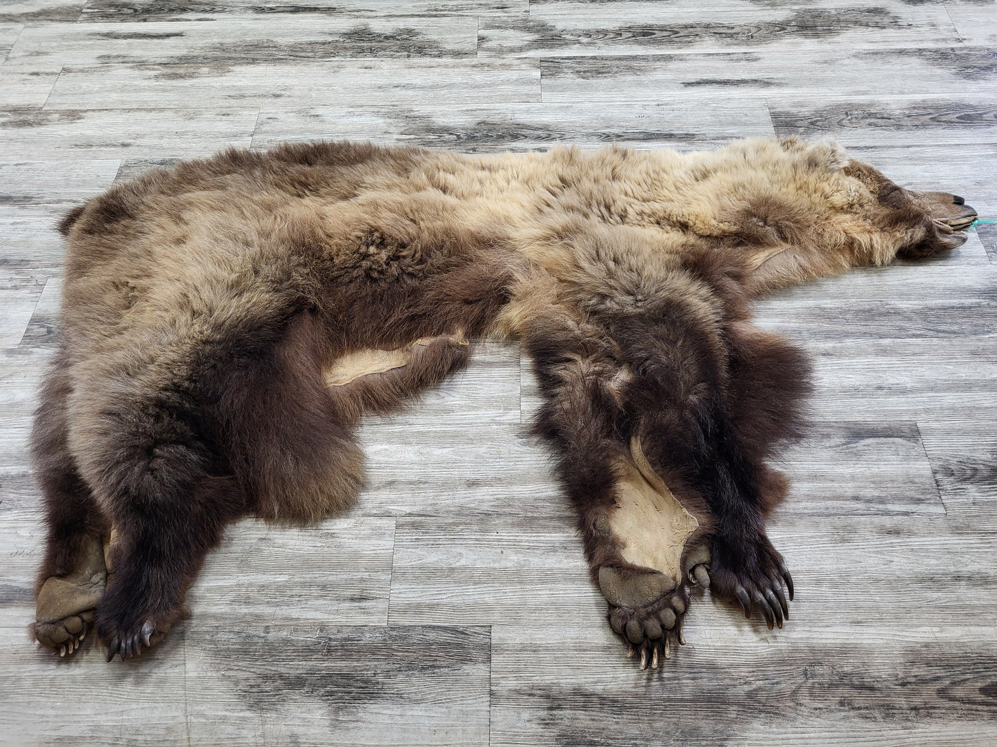 DRESSED SKIN - GRIZZLY - #002537