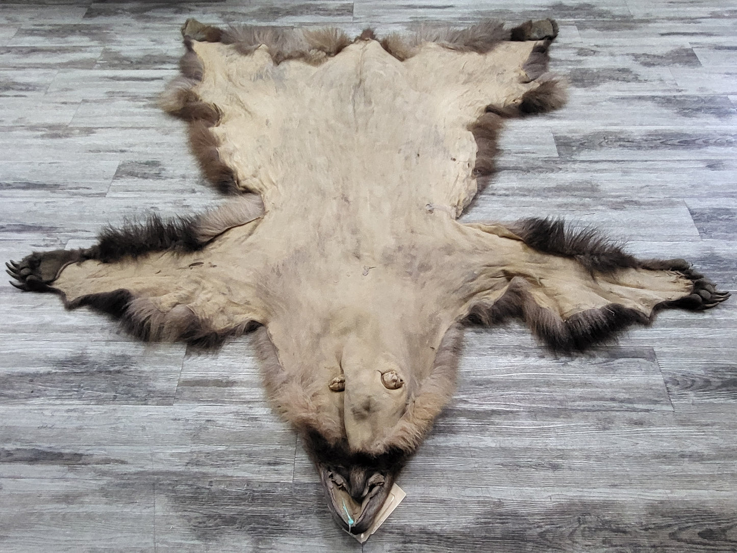 DRESSED SKIN - GRIZZLY - #002537