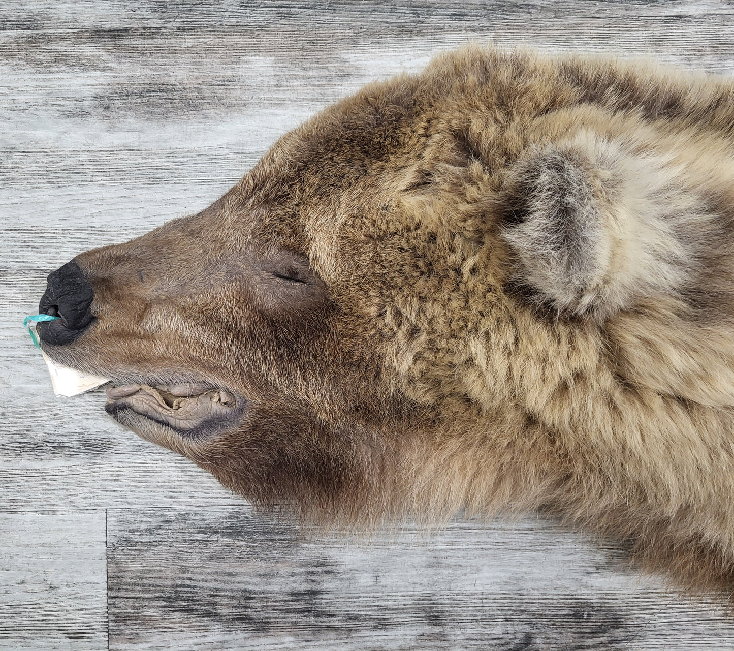 DRESSED SKIN - GRIZZLY - #002537