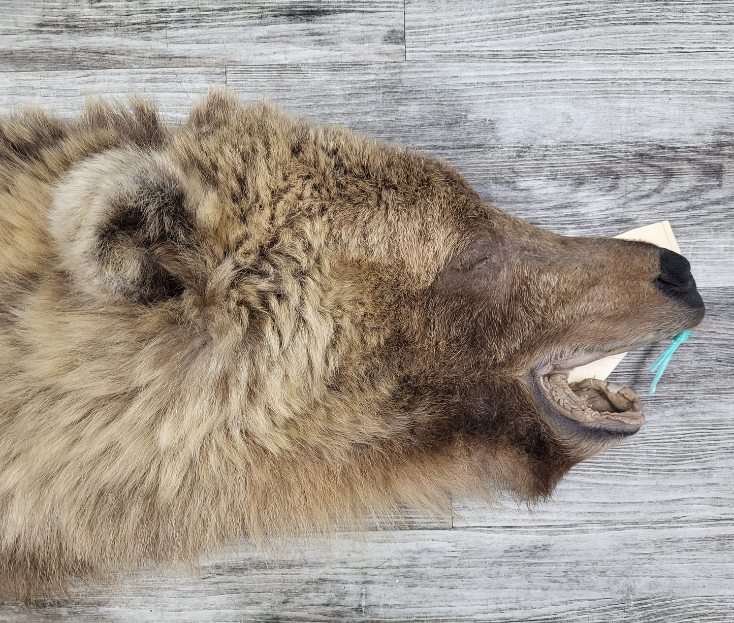 DRESSED SKIN - GRIZZLY - #002537