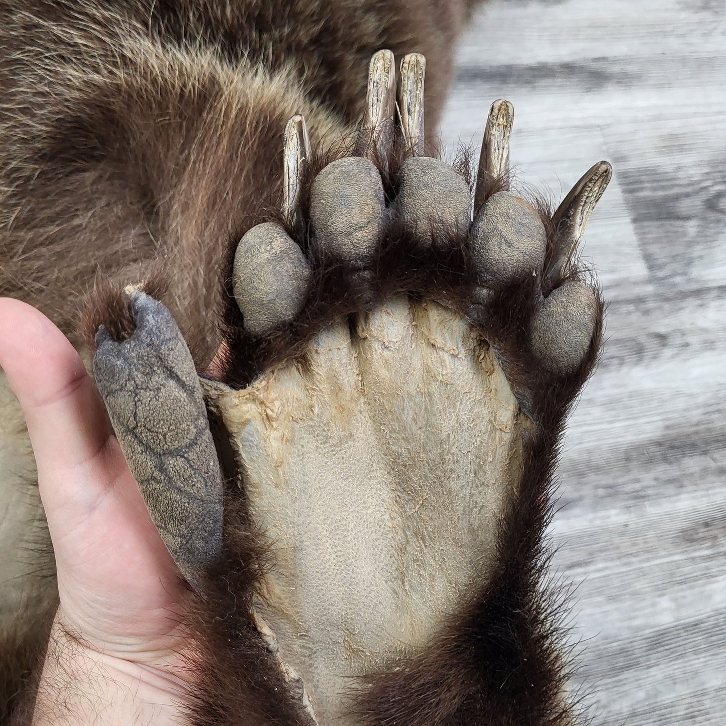 PEAU - GRIZZLY #002538
