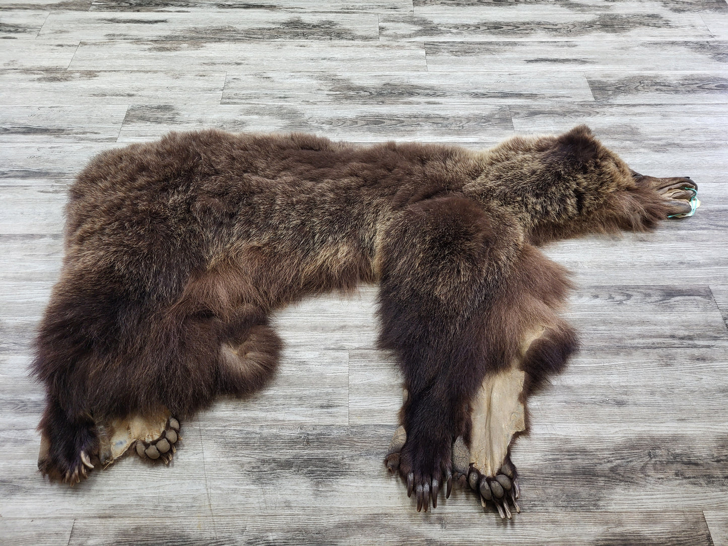 PEAU - GRIZZLY #002538