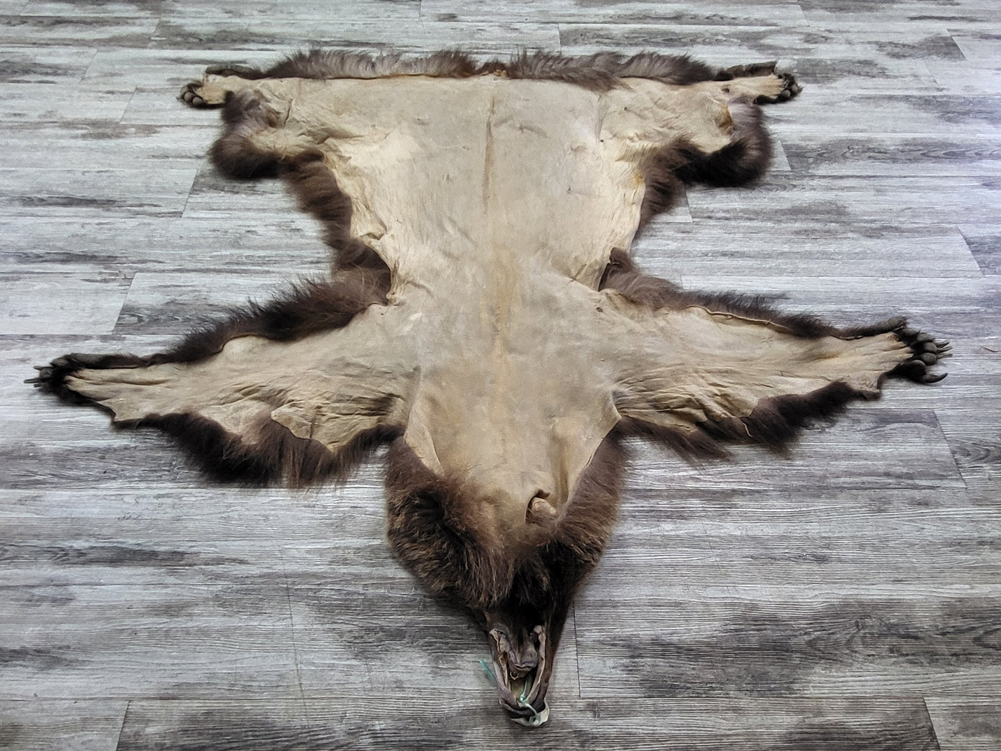 PEAU - GRIZZLY #002538