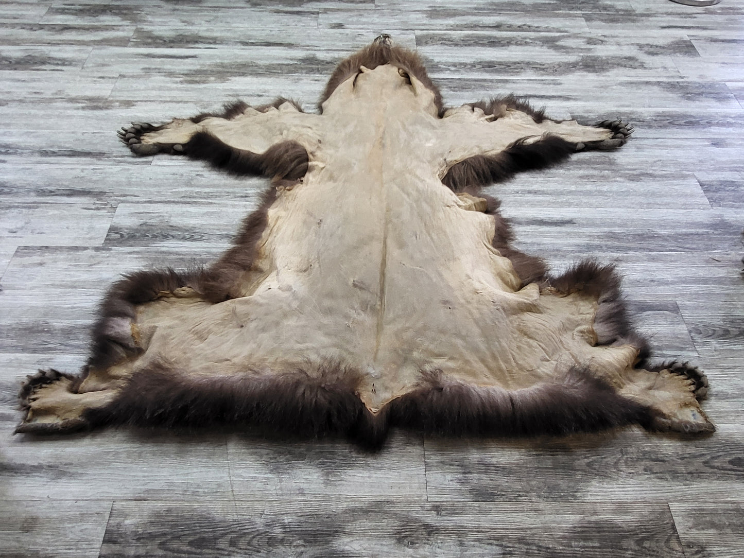 PEAU - GRIZZLY #002538