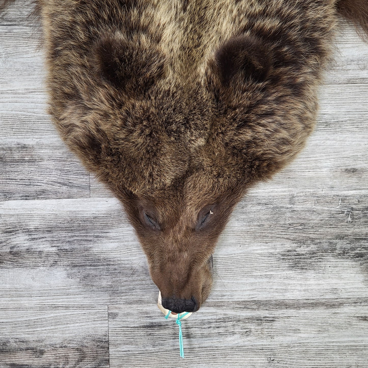 PEAU - GRIZZLY #002538