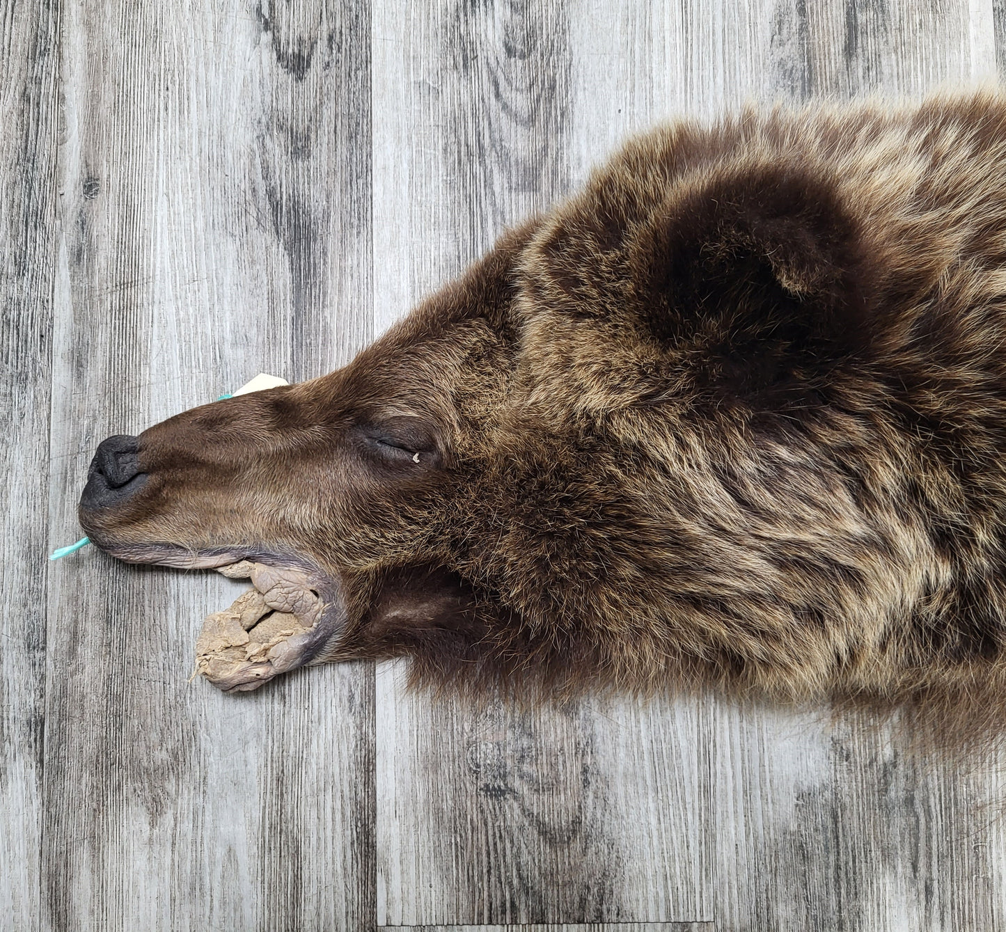 PEAU - GRIZZLY #002538