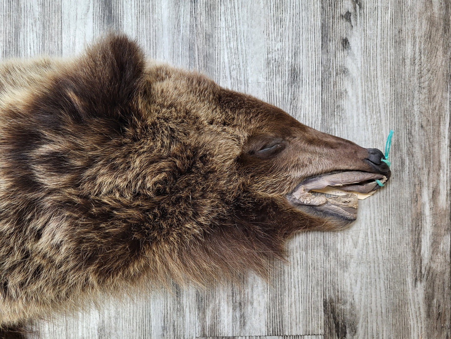 PEAU - GRIZZLY #002538