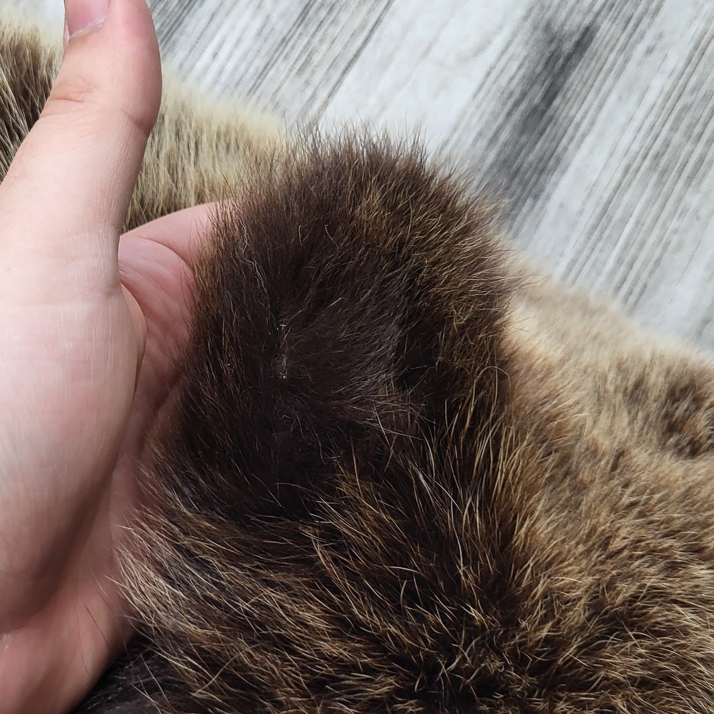 PEAU - GRIZZLY #002538