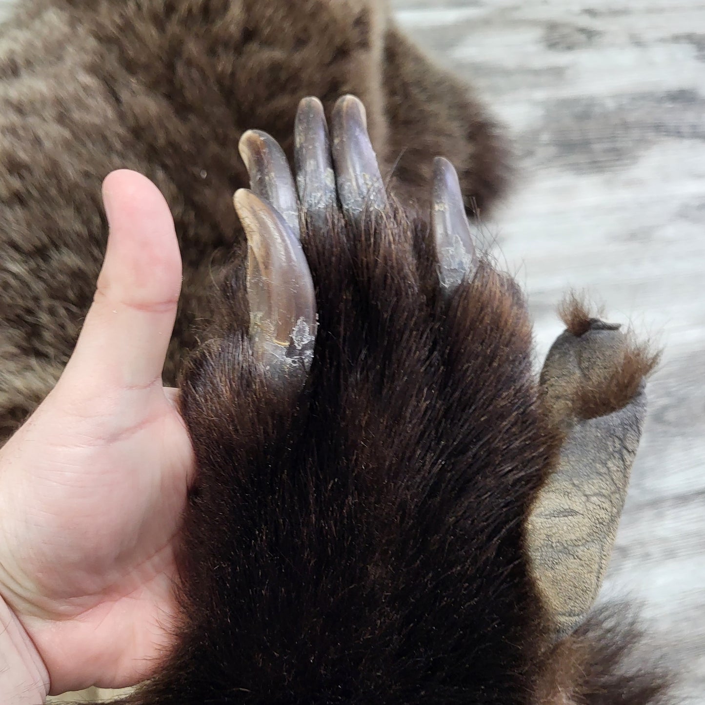 PEAU - GRIZZLY #002538