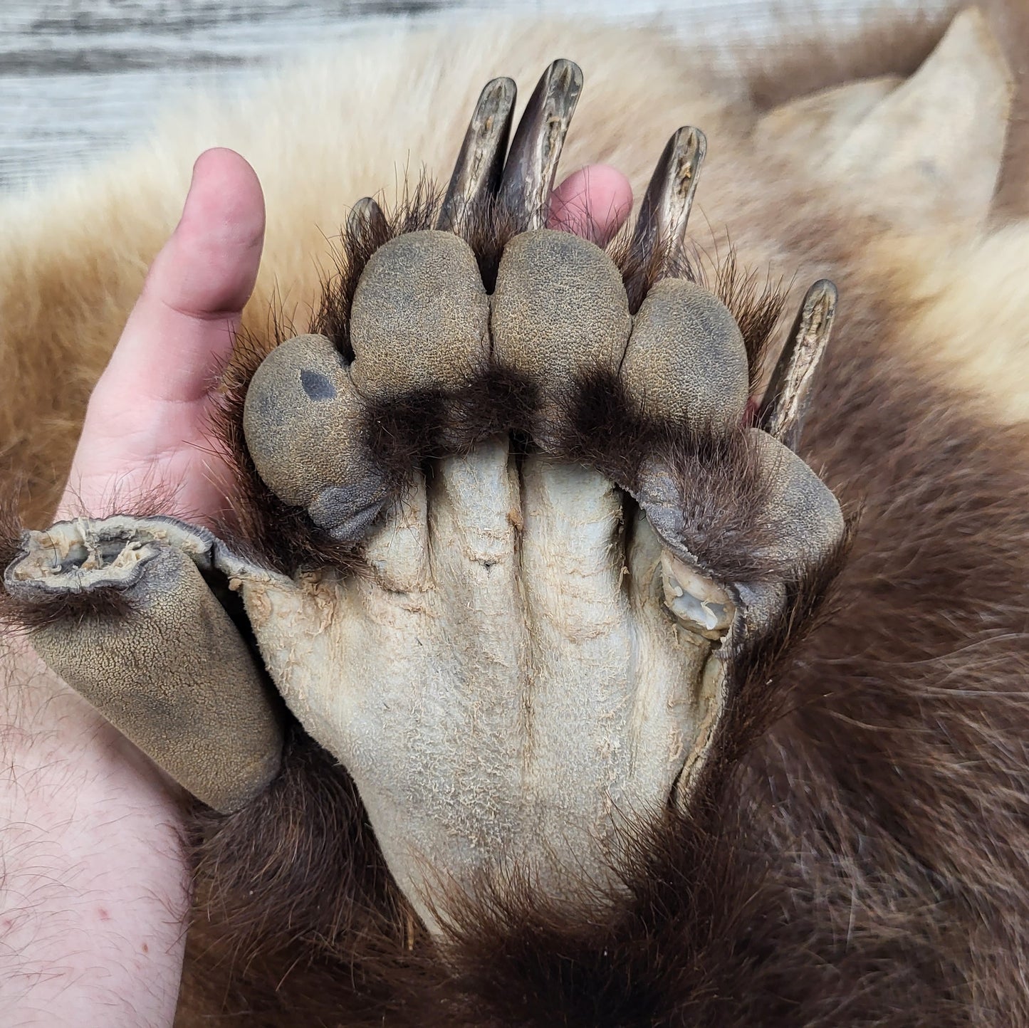 DRESSED SKIN - GRIZZLY - #002542