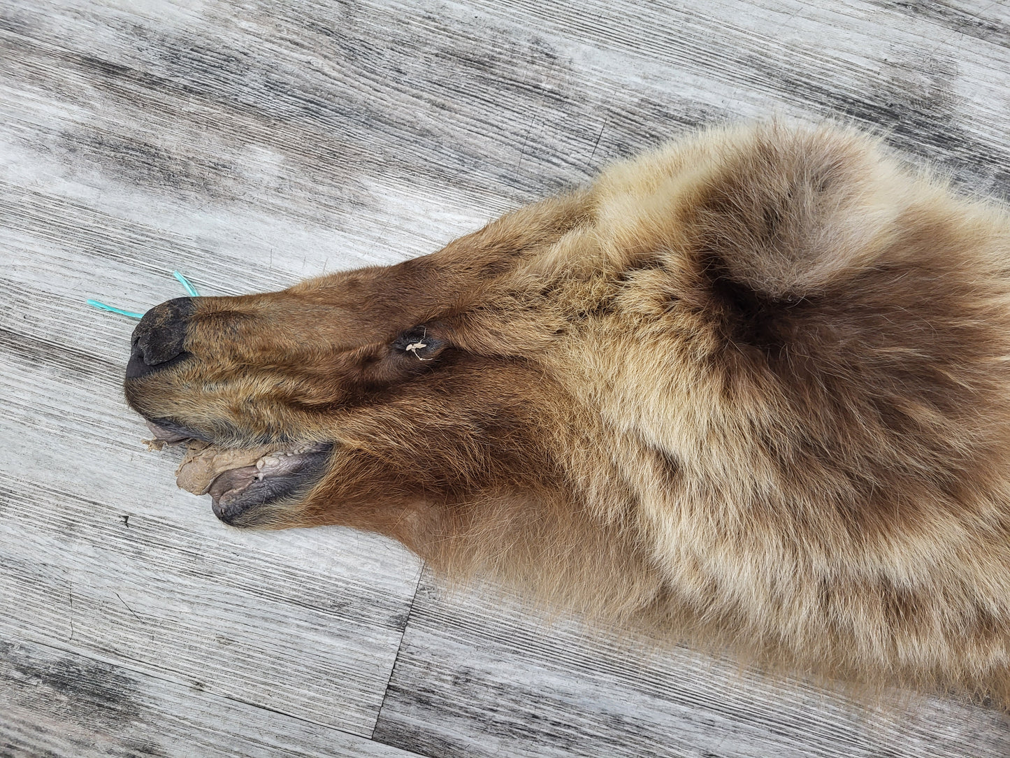 DRESSED SKIN - GRIZZLY - #002542
